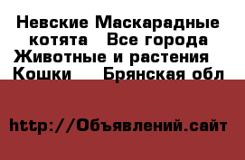 Невские Маскарадные котята - Все города Животные и растения » Кошки   . Брянская обл.